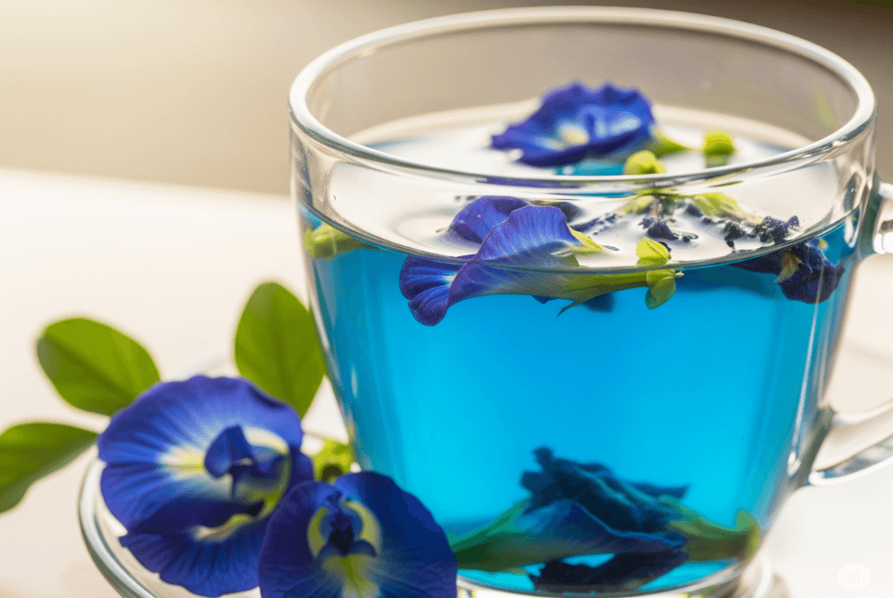 Butterfly pea flower tea in a clear cup with fresh blue petals 