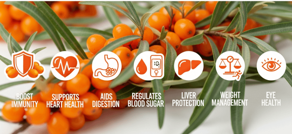 sea buckthorn juice benefits