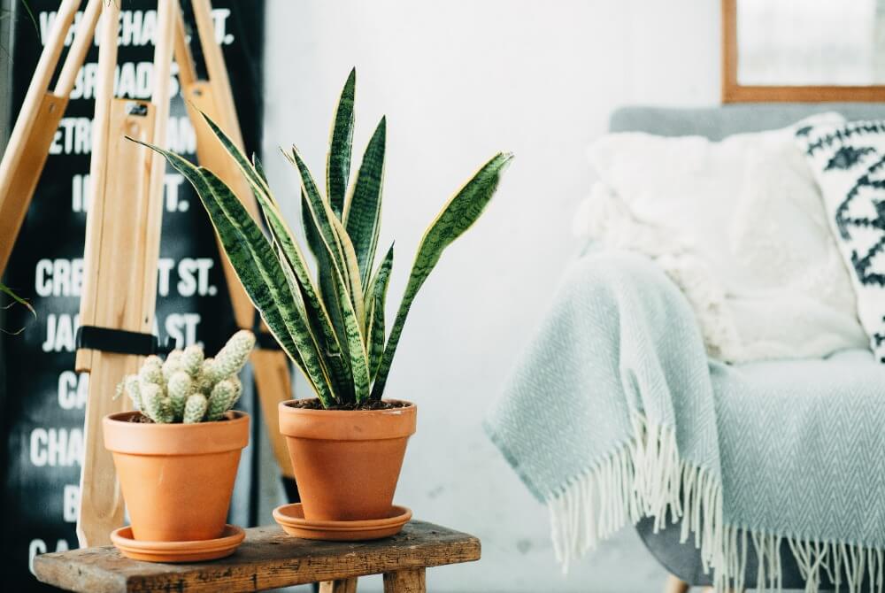 Allergy-Friendly Plants