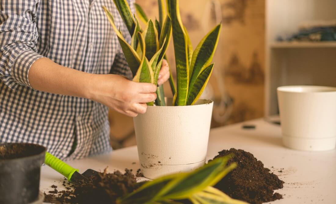Air Purifying Plants