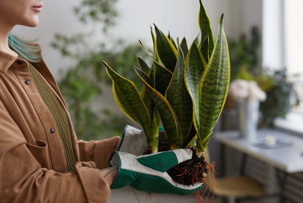 Air Purifying Plants, Houseplant Tips