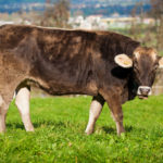 cow-milk-for-immune-system