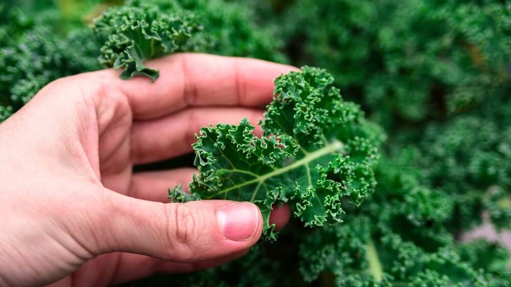 Kale to increase melanin