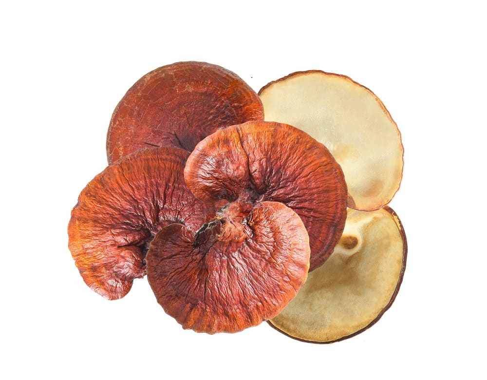 Red Reishi Mushrooms