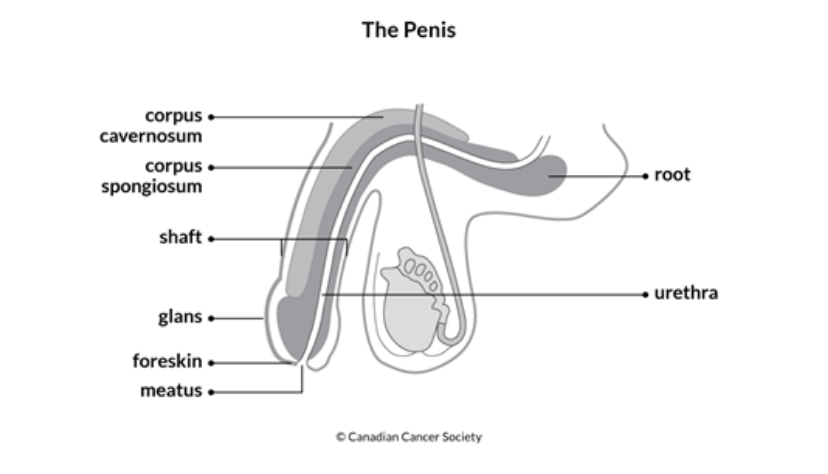 Sections of penis