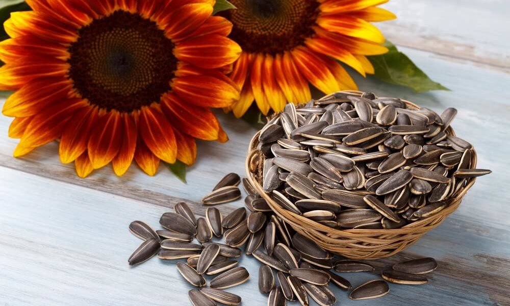 Sunflower Seeds Benefits: 12 Amazing Health Benefits You Should Know