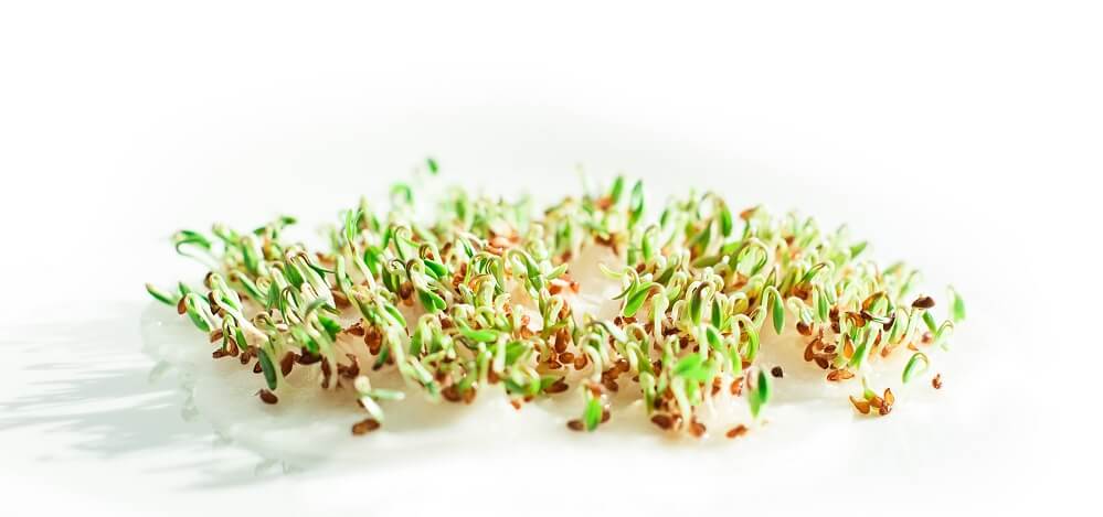 garden cress