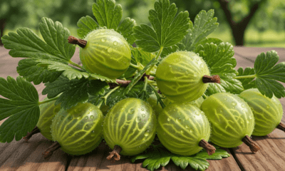 gooseberry benefits