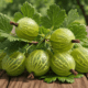 gooseberry benefits