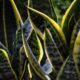 Plants for Bedroom