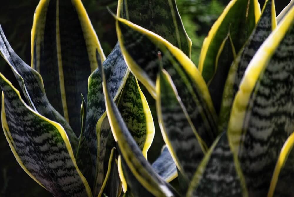 Plants for Bedroom