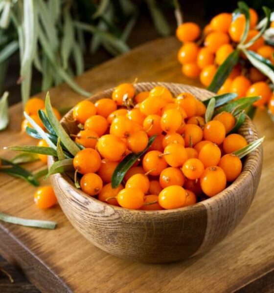 sea buckthorn benefits